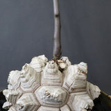 【宮島將實陶器鉢】亀甲竜  EC1297