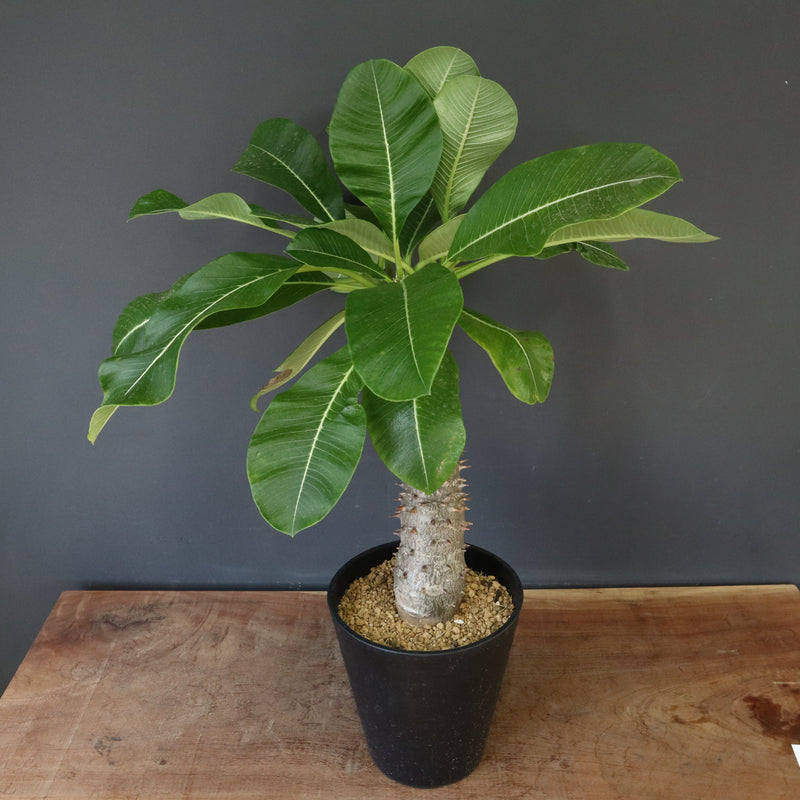 P.バロニー (実生) 13