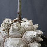 【宮島將實陶器鉢】亀甲竜  EC1297