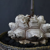 【宮島將實陶器鉢】亀甲竜  EC1297