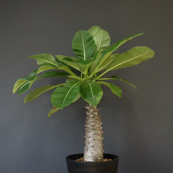 P.バロニー (実生) 13