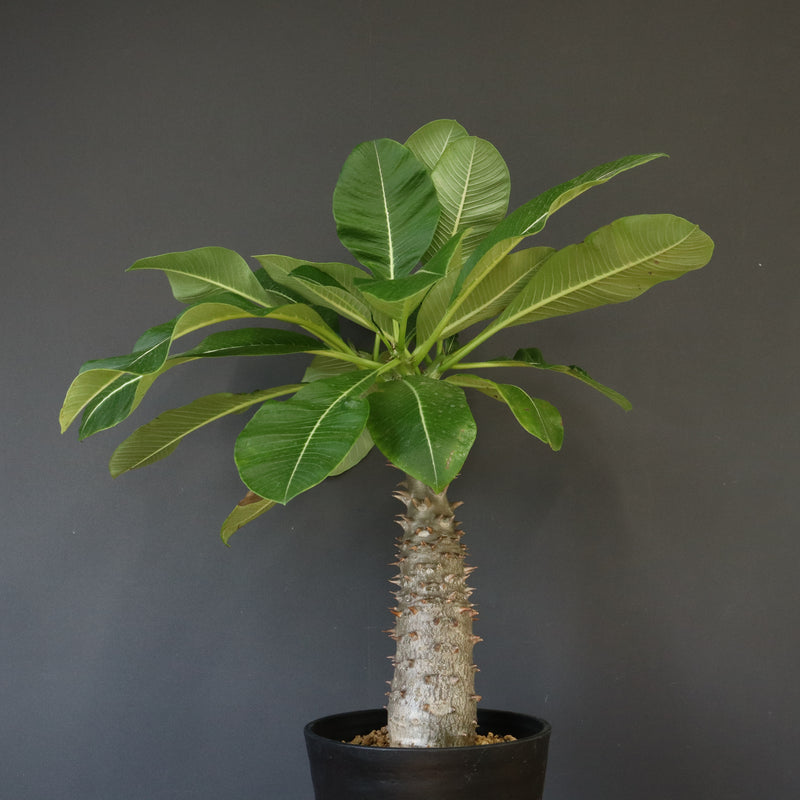 P.バロニー (実生) 13