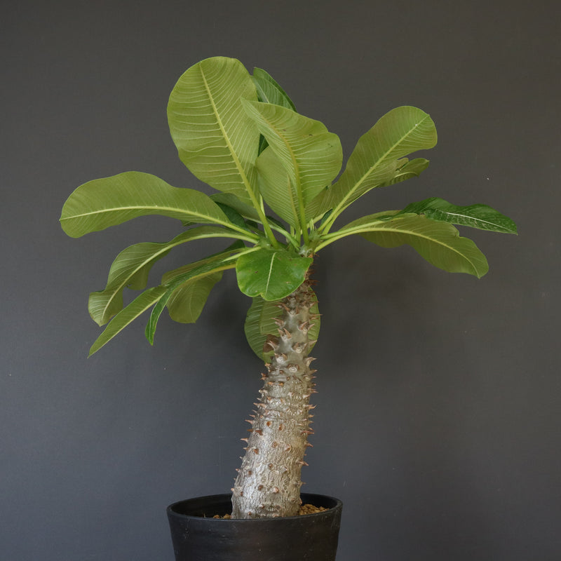 P.バロニー (実生) 13