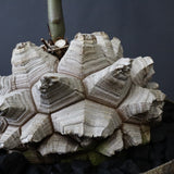 【宮島將實陶器鉢】亀甲竜  EC1297