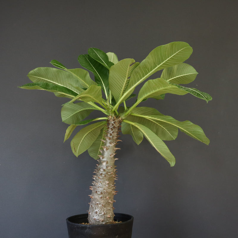 P.バロニー (実生) 13