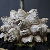 【宮島將實陶器鉢】亀甲竜  EC1297