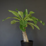 P.バロニー (実生) 13