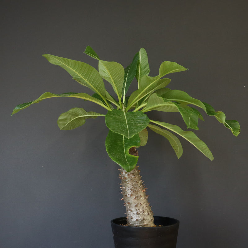 P.バロニー (実生) 13