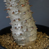 P.バロニー (実生) 13