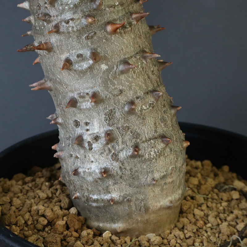 P.バロニー (実生) 13