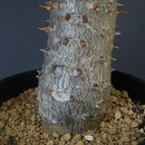 P.バロニー (実生) 13