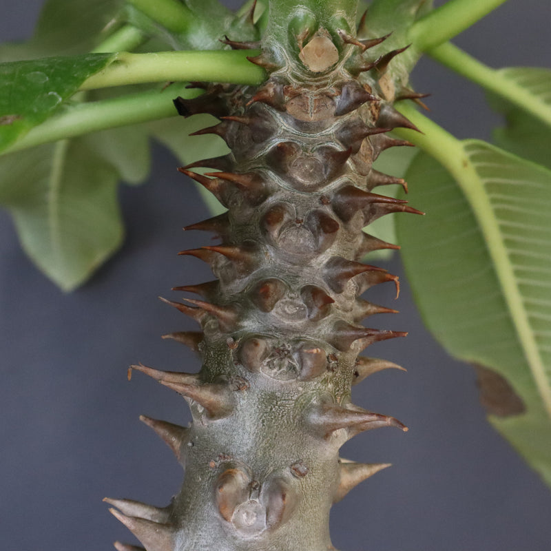 P.バロニー (実生) 13