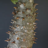 P.バロニー (実生) 13