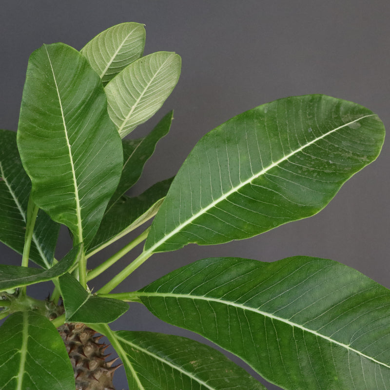 P.バロニー (実生) 13