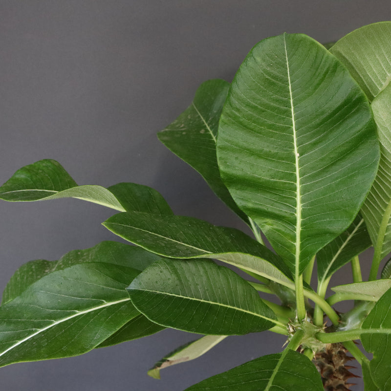 P.バロニー (実生) 13