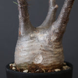 P.グラキリス 1623