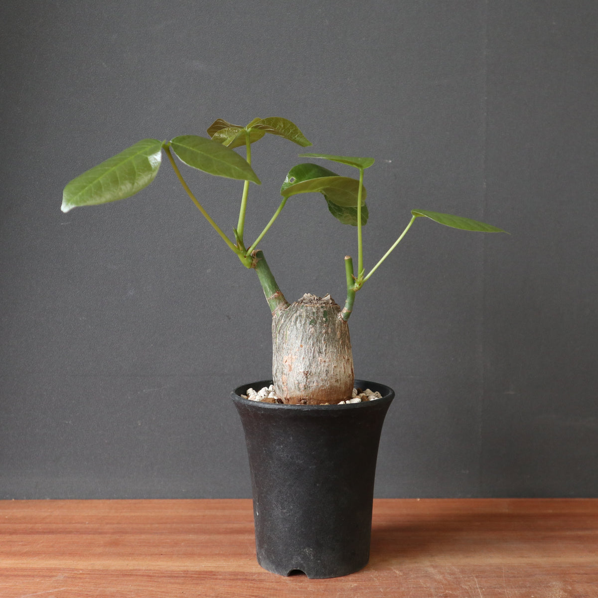TaiShoDo ONLINE SHOP 塊根植物 多肉植物通販
