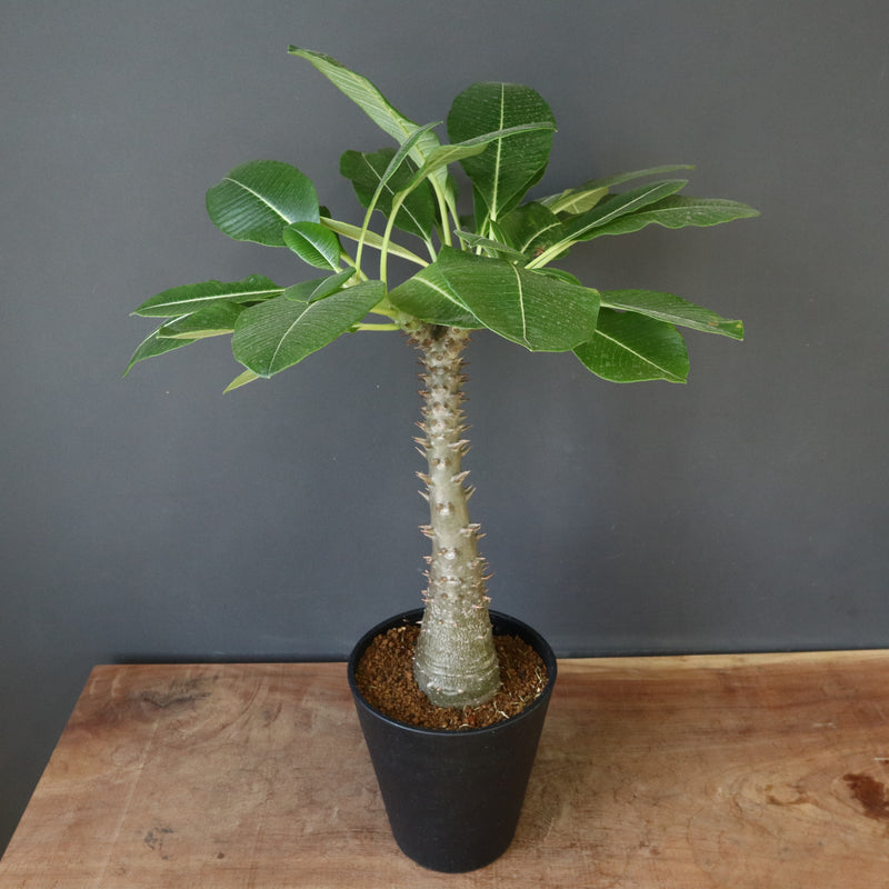 P.バロニー (実生) 16