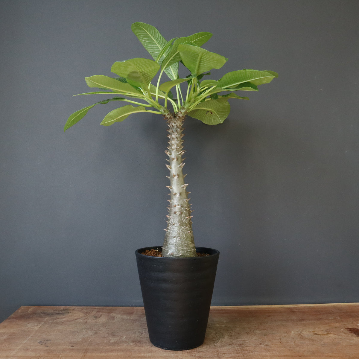 TK パキプス ベアルート 2025年最新】パキプス ベアルートの人気