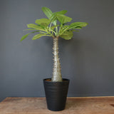 P.バロニー (実生) 16