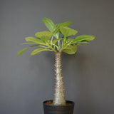 P.バロニー (実生) 16