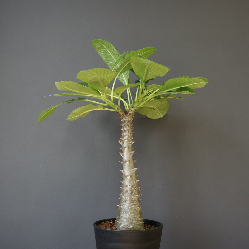 P.バロニー (実生) 16