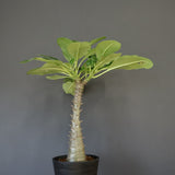 P.バロニー (実生) 16