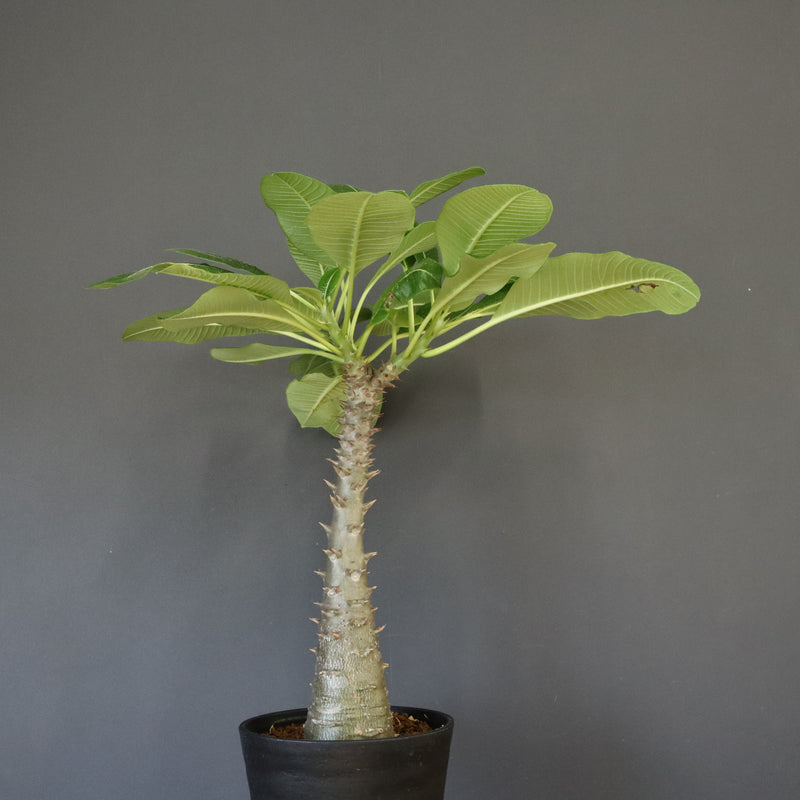 P.バロニー (実生) 16