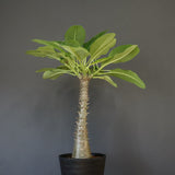 P.バロニー (実生) 16