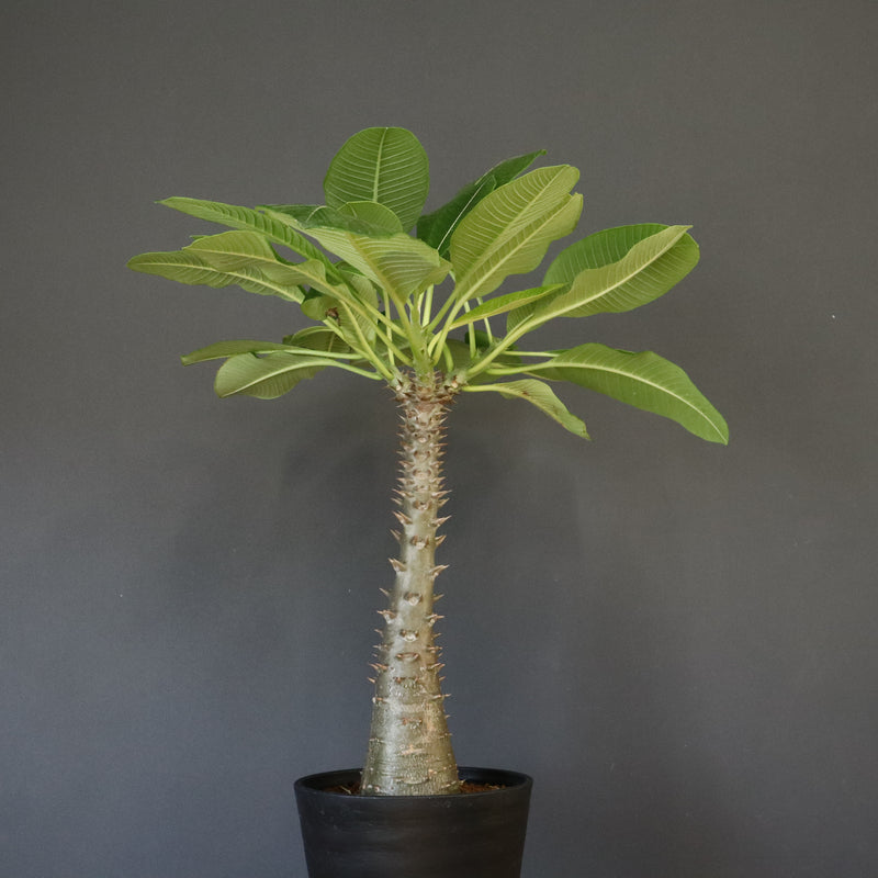 P.バロニー (実生) 16