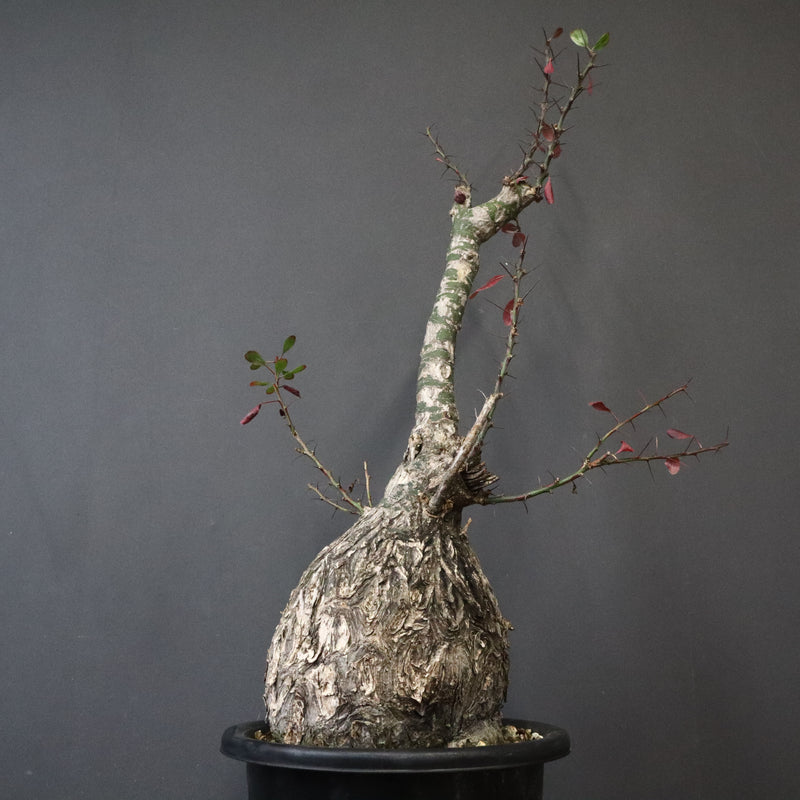 F.ファシクラータ 108 – TaiShoDo ONLINE SHOP