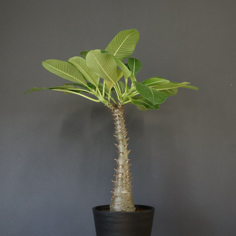 P.バロニー (実生) 16