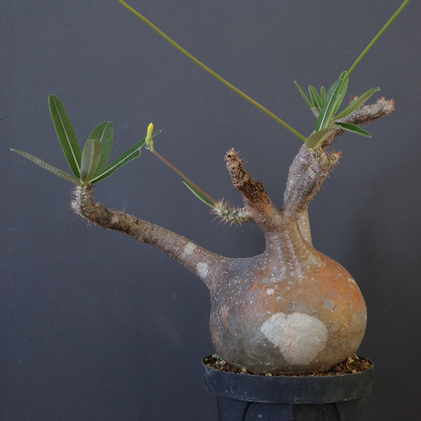塊根植物 – 4ページ目 – TaiShoDo ONLINE SHOP