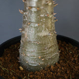 P.バロニー (実生) 16