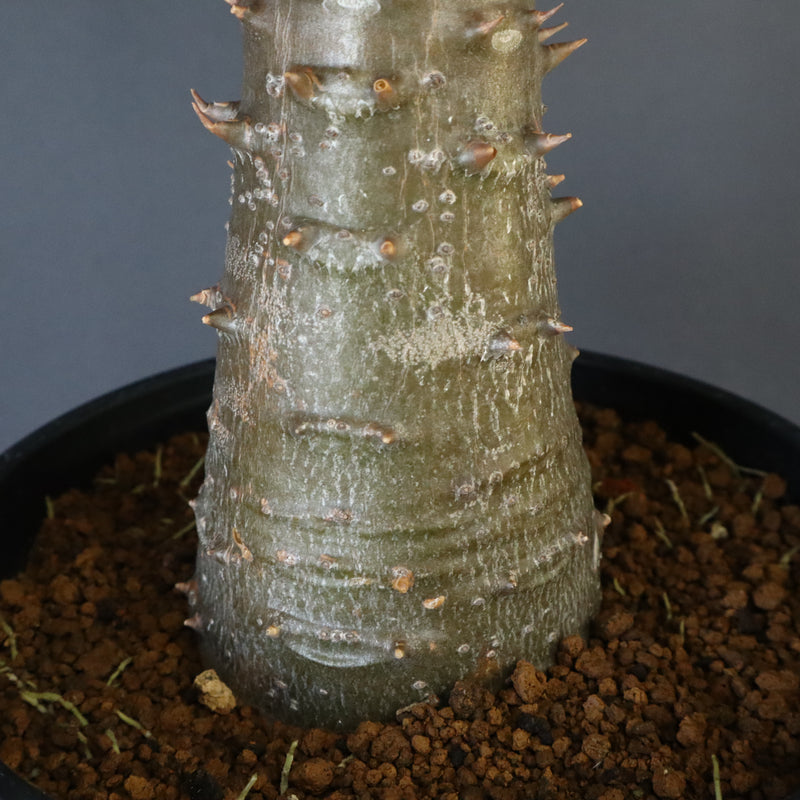 P.バロニー (実生) 16