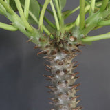 P.バロニー (実生) 16