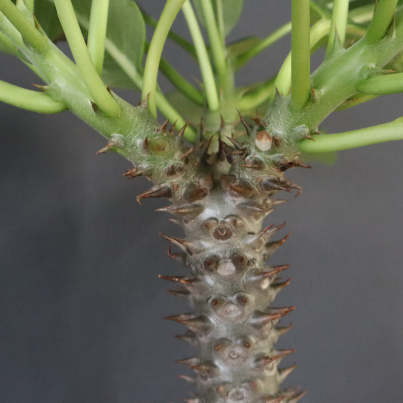 P.バロニー (実生) 16