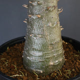 P.バロニー (実生) 16