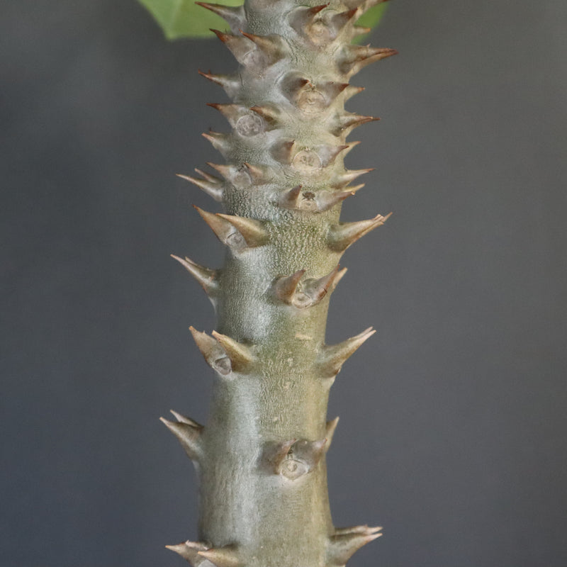 P.バロニー (実生) 16