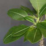 P.バロニー (実生) 16