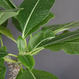 P.バロニー (実生) 16