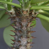 P.バロニー (実生) 15