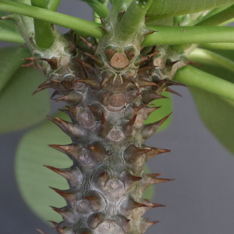 P.バロニー (実生) 15