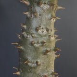 P.バロニー (実生) 15