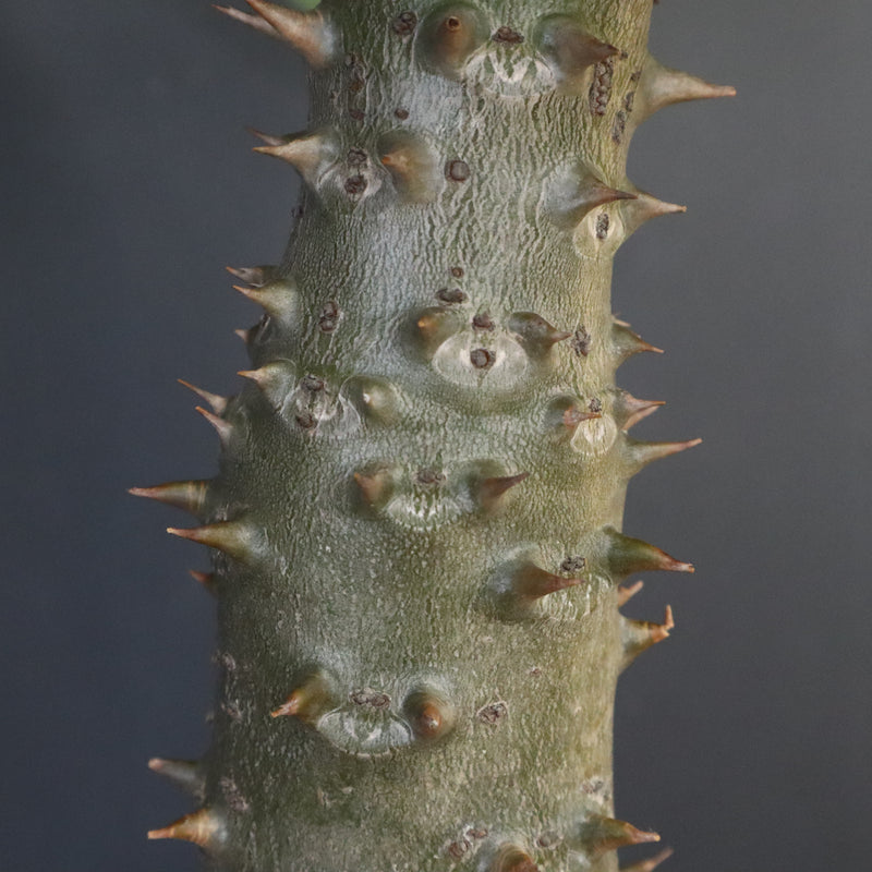 P.バロニー (実生) 15