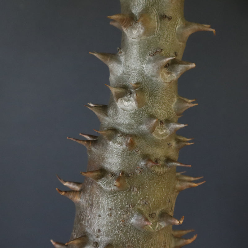 P.バロニー (実生) 14