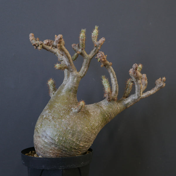 塊根植物 – 4ページ目 – TaiShoDo ONLINE SHOP