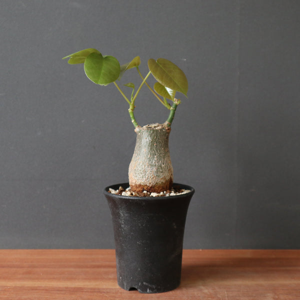 P.ボンバックス (実生) 05 – TaiShoDo ONLINE SHOP