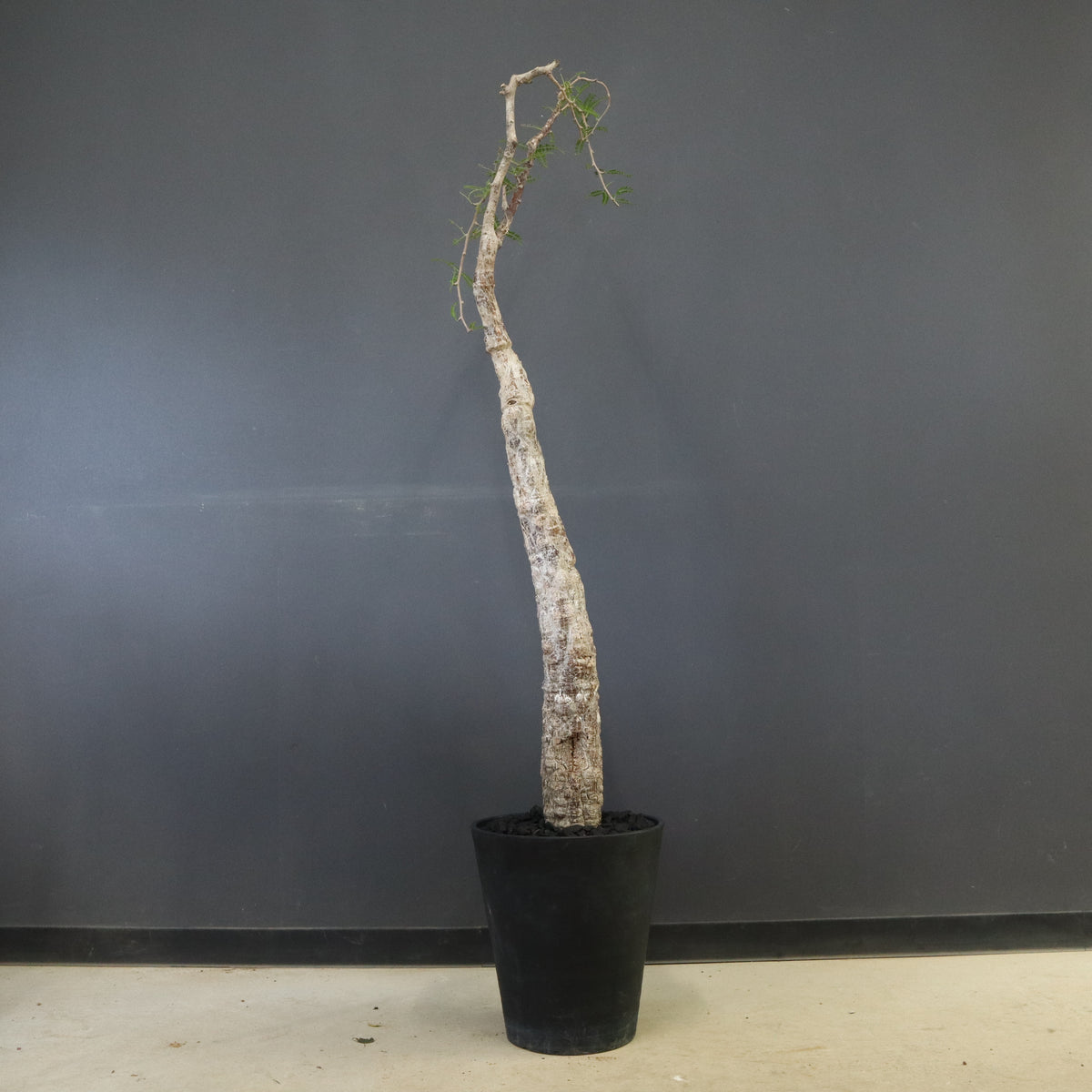 フィルミアナ パレンス 超古株 発根済み フィルミアナ パレンス 超古株