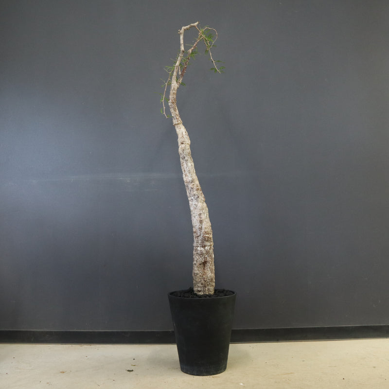 O.ヒファエノイデス EC1118